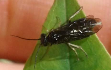 Tenthredinidae 3 da ID